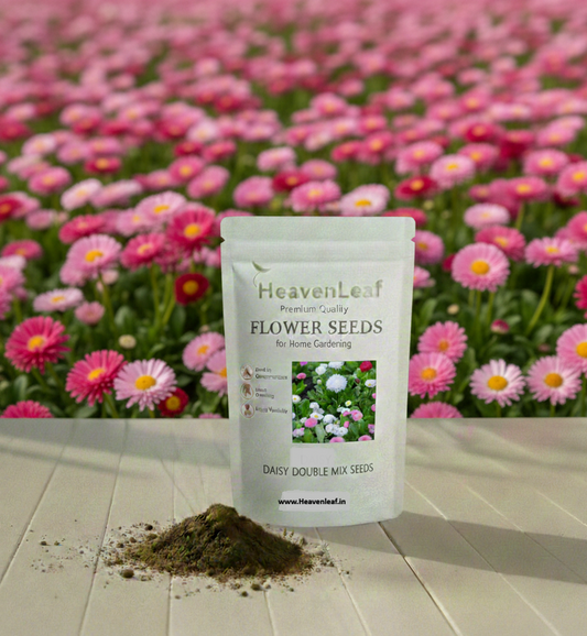 Daisy Double Mix Seeds (250-300seeds)