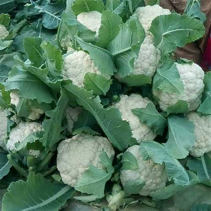 Cauliflower Fool Gobhi F1 (फूल गोभी) | Vegetable Seeds(15-20 seeds)