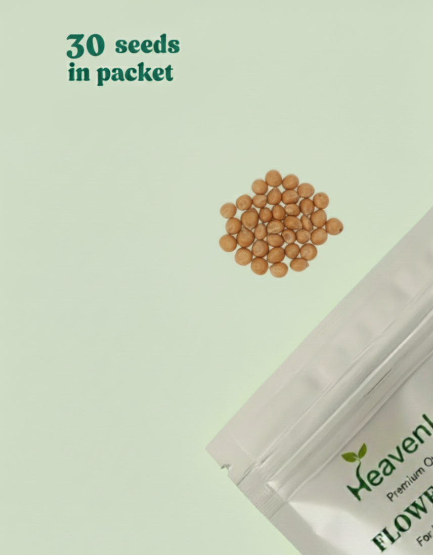 Makka Desi Corn Bhutta Seeds (मक्का) | Vegetable Seeds (30 seeds)