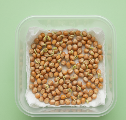 Makka Desi Corn Bhutta Seeds (मक्का) | Vegetable Seeds (30 seeds)