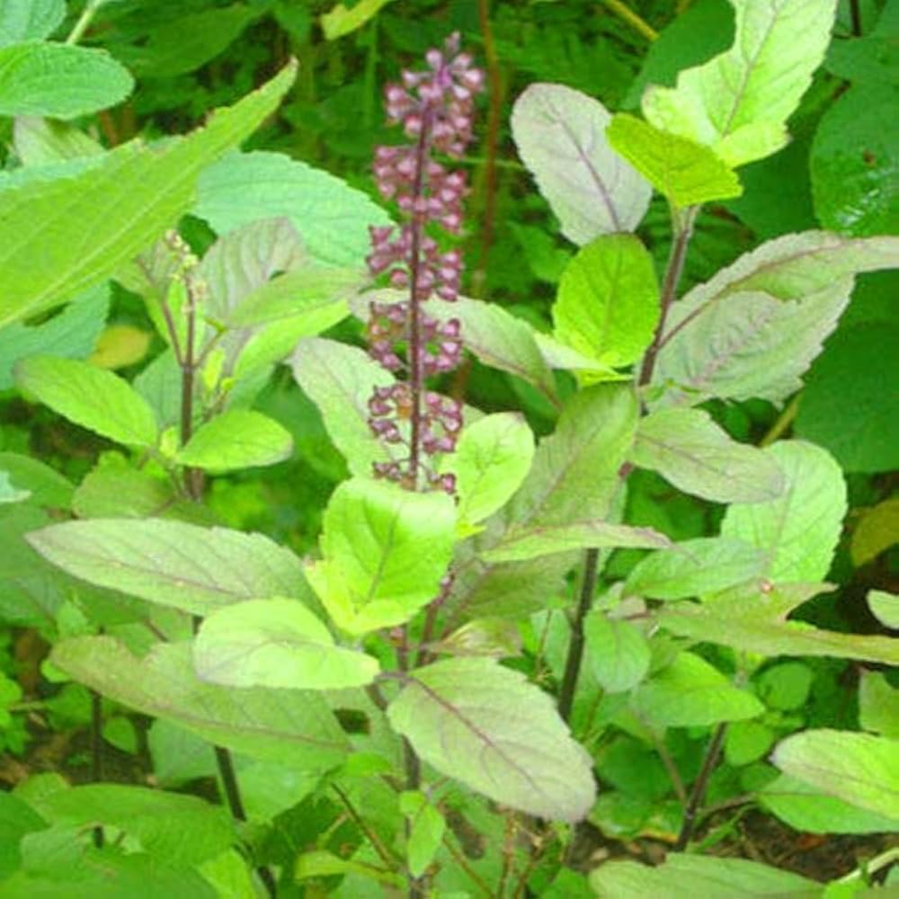 Ram Tulsi (Desi Tulsi) Seeds (150-200 seeds)