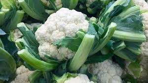Cauliflower Fool Gobhi F1 (फूल गोभी) | Vegetable Seeds(15-20 seeds)