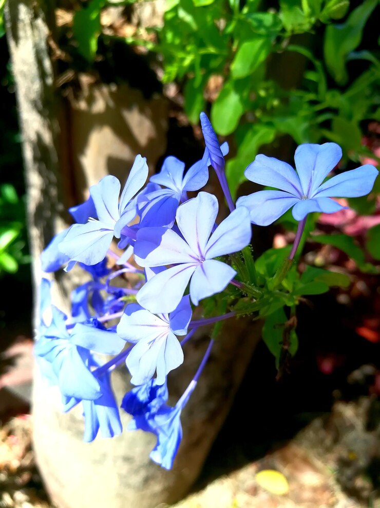 Phlox Beauty Dwarf Blue Seeds (200 Seeds)
