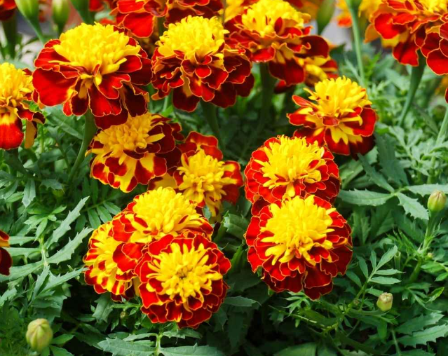 French Marigold Seeds  (Genda/गेंदा के फूल के बीज)(70-80seeds)