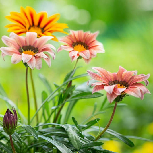 Gazania Star Light Dwarf Mix Seeds (150 Seeds)