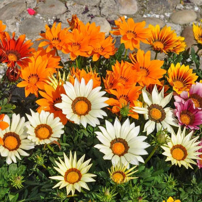 Gazania Star Light Dwarf Mix Seeds (150 Seeds)