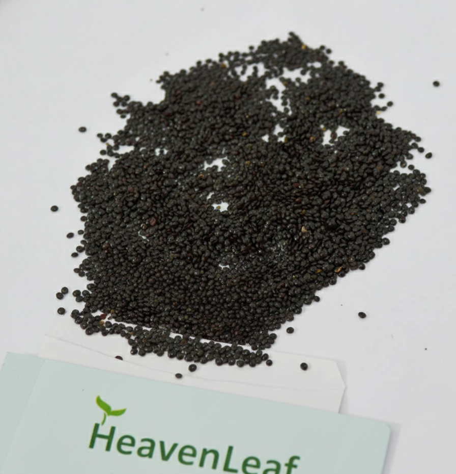 Green Amaranth Leaves Seeds(5g) (चौलाई भाजी के बीज)