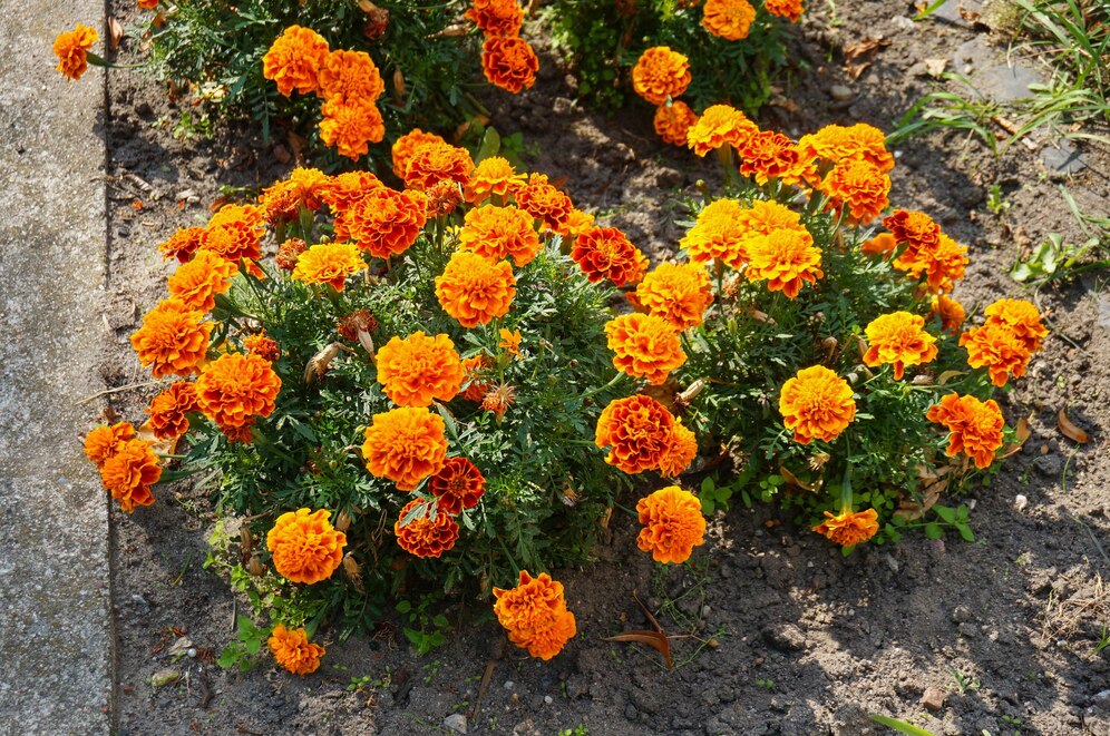 Marigold Orange Flower Seeds (गेंदा) | Flower Seeds(90-100seeds)