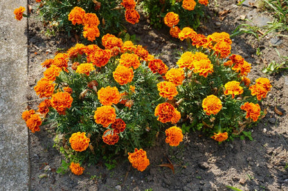 Marigold Orange Flower Seeds (गेंदा) | Flower Seeds(90-100seeds)
