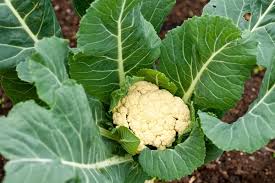Cauliflower Fool Gobhi F1 (फूल गोभी) | Vegetable Seeds(15-20 seeds)
