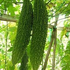 Bitter Gourd Seeds (Green Long) (करेला) | Vegetable Seeds(8-10 seeds)