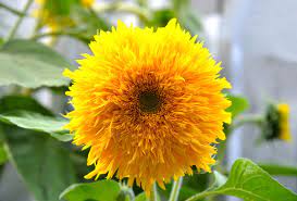 Sunflower Teddy Bear Seeds - 20 Seeds (Surajmukhi/सूरजमुखी के बीज)