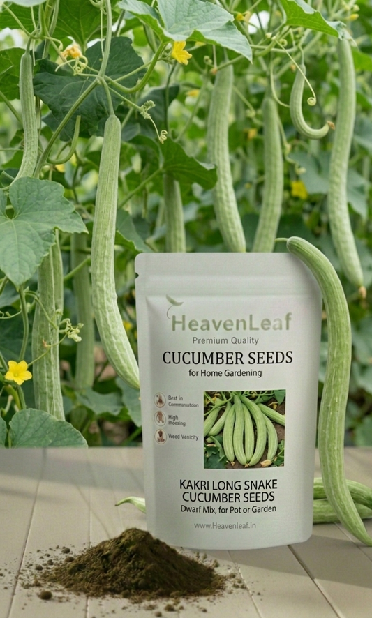 Kakri long (Snake Cucumber)(15 seeds)