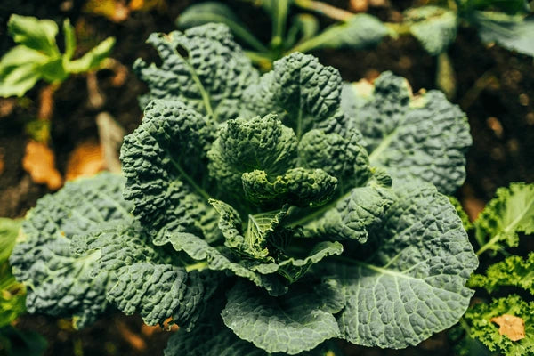 Curly Kale Seeds - 100 Seeds (केल के बीज)