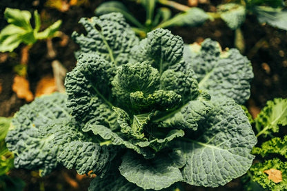 Curly Kale Seeds - 100 Seeds (केल के बीज)