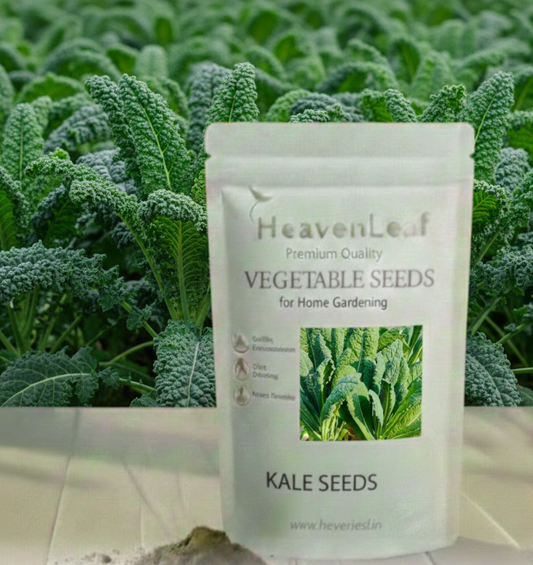 Kale Seeds(80-120seeds)