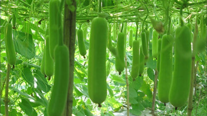 Bottle Gourd Lauki Long F1 (लौकी) | Vegetable Seeds(10-12 seeds)