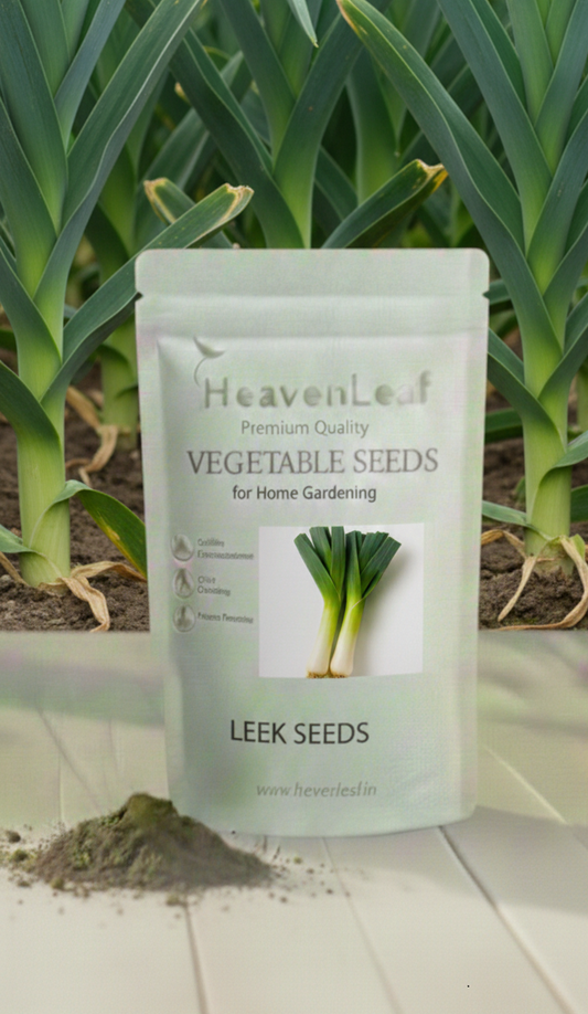 Leek Seeds - 400-500Seeds (Hari Pyaj/लीक के बीज)