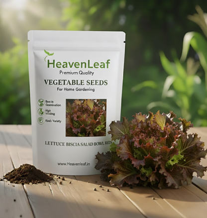 Lettuce Biscia Salad Bowl Red Seeds (Salad patta/सलाद पत्ता के बीज)280 seeds