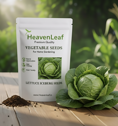 Lettuce Iceberg Seeds - 280 Seeds (Salad patta/सलाद पत्ता के बीज)