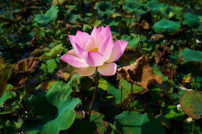 Lotus Flower Seeds - 15 Seeds (Kamal ke Beej/कमल के फूल के बीज)(10-15seeds)