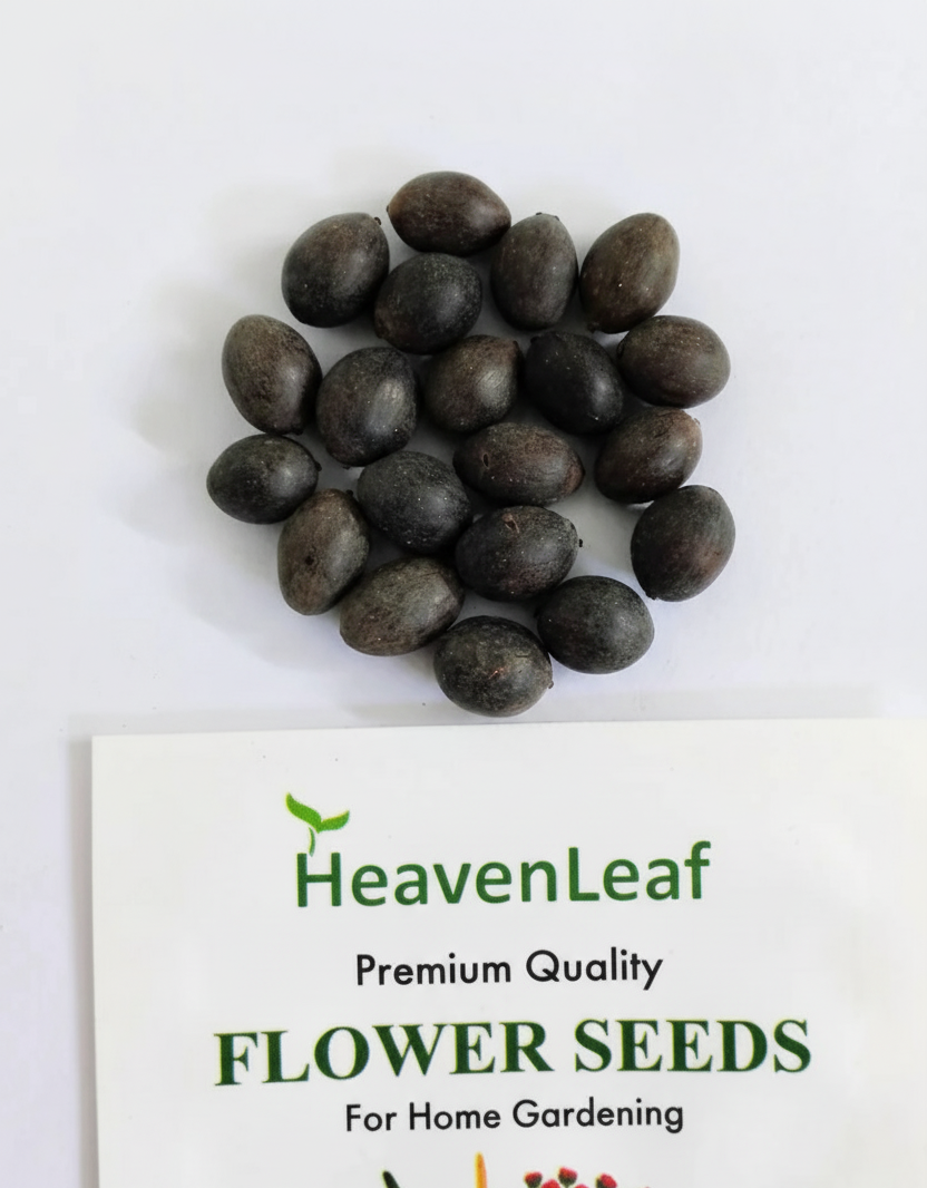 Lotus Flower Seeds - 15 Seeds (Kamal ke Beej/कमल के फूल के बीज)(10-15seeds)