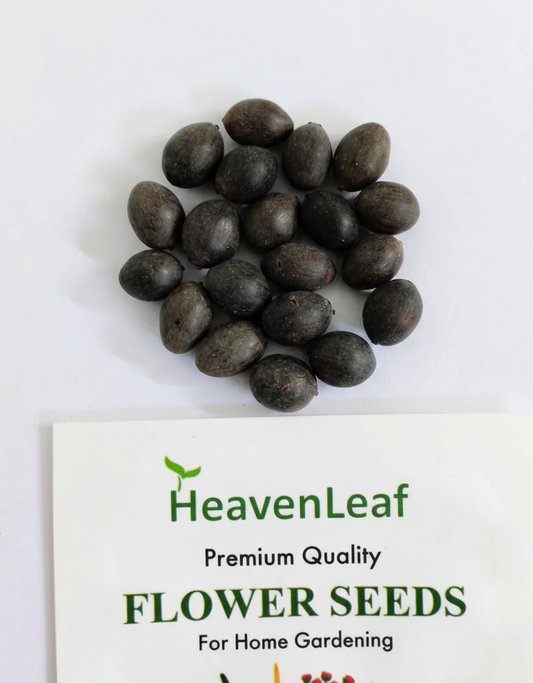 Lotus Flower Seeds - 15 Seeds (Kamal ke Beej/कमल के फूल के बीज)(10-15seeds)