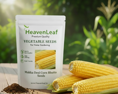 Makka Desi Corn Bhutta Seeds (मक्का) | Vegetable Seeds (30 seeds)