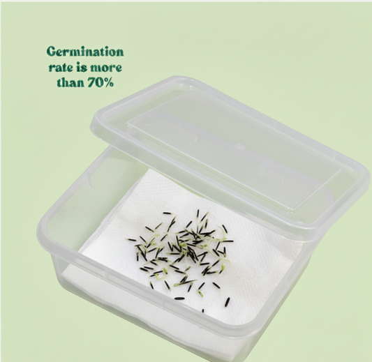 Marigold Yellow and orange Flower Seeds (गेंदा)(50-60seeds)