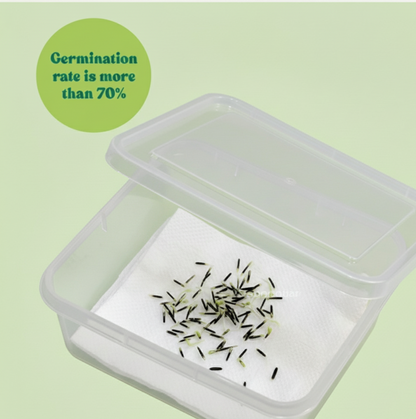 French Marigold Seeds  (Genda/गेंदा के फूल के बीज)(70-80seeds)