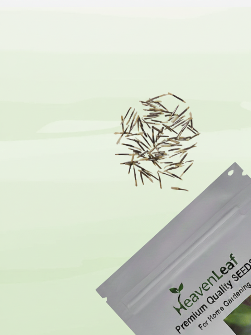 French Marigold Seeds  (Genda/गेंदा के फूल के बीज)(70-80seeds)