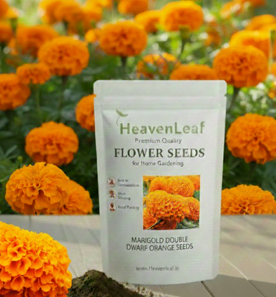 Marigold Double Draft Orange ( 100 seeds )