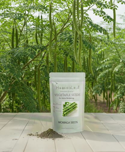 Moringa Drumstick Seeds (Saijan) - 6-8 Seeds)
