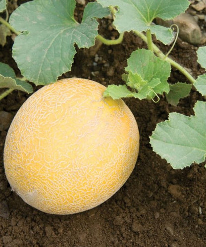 Musk Melon Hybrid Seeds - 15-20 Seeds (kharabooja/खरबूजा के बीज)