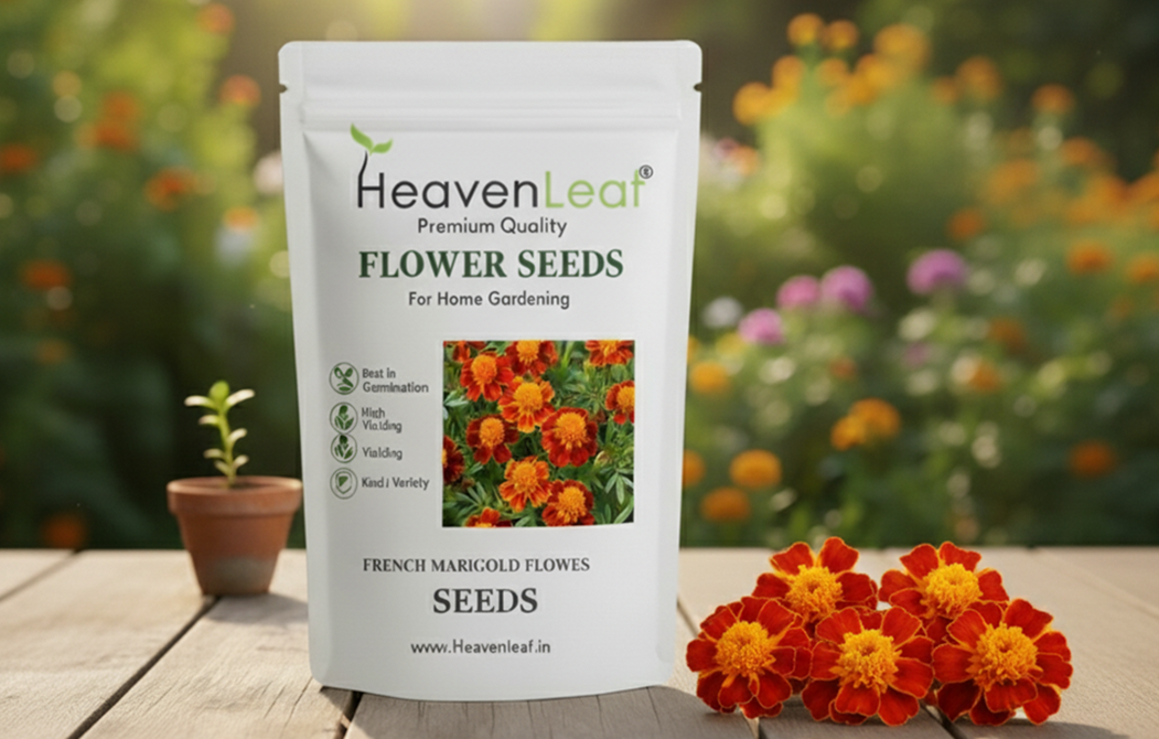 French Marigold Seeds  (Genda/गेंदा के फूल के बीज)(70-80seeds)