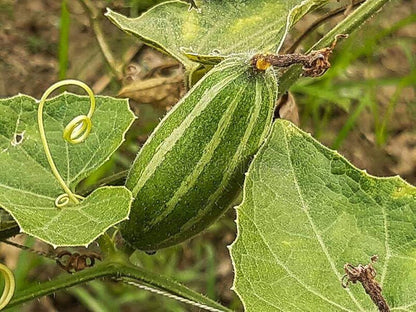 Pointed Gourd (परवल) (12 seeds)