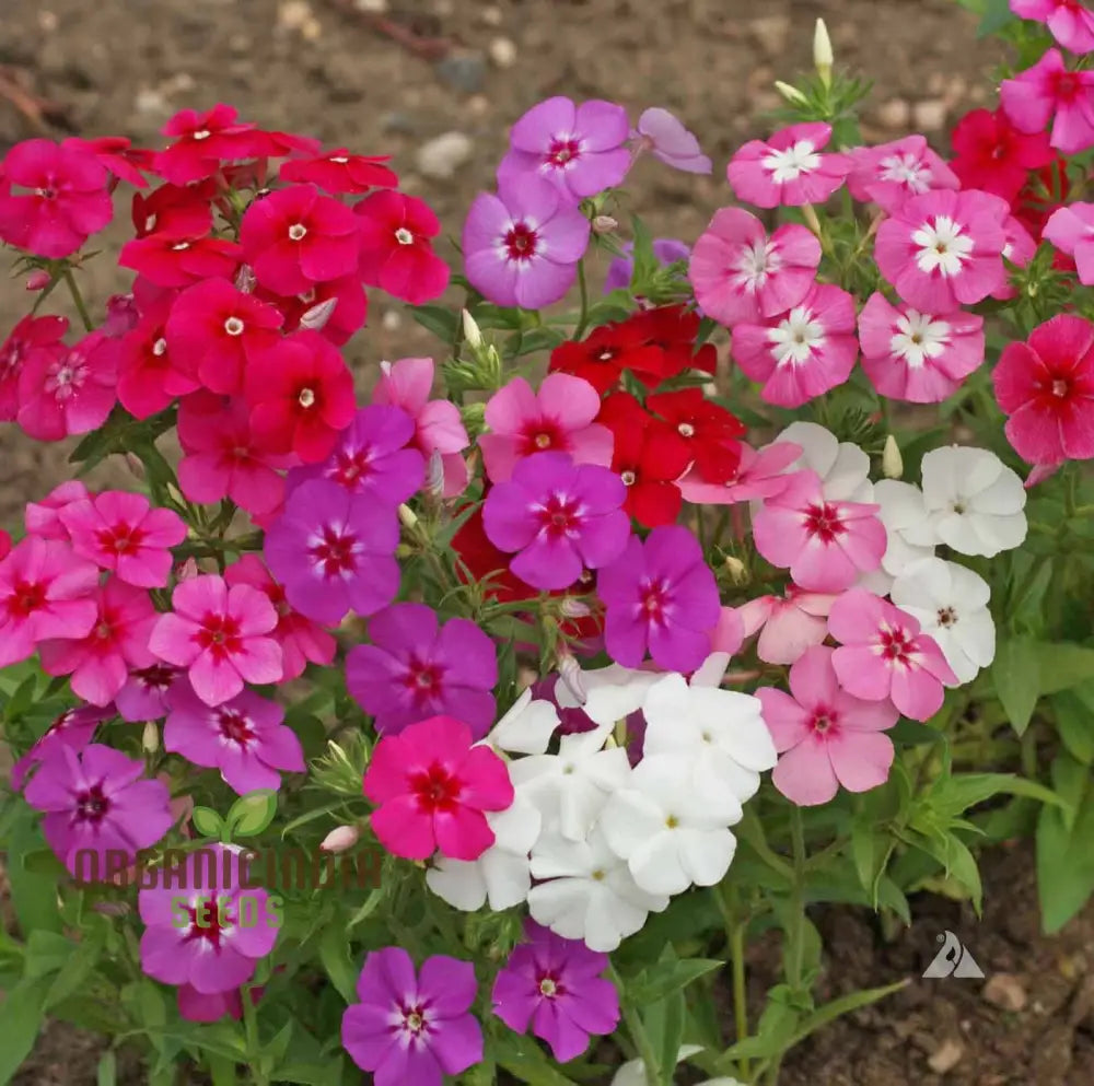 Special Offer: Buy Together & Save – 6 Flower Seeds Combo