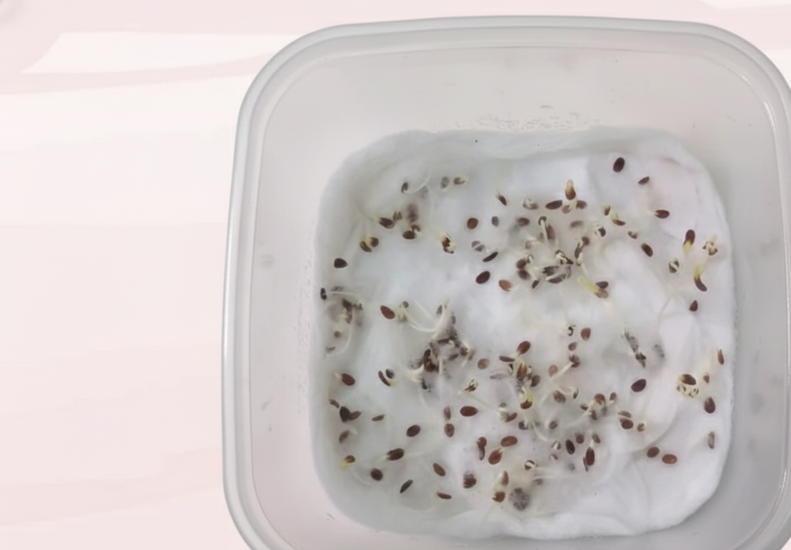 Phlox Beauty Dwarf Blue Seeds (200 Seeds)