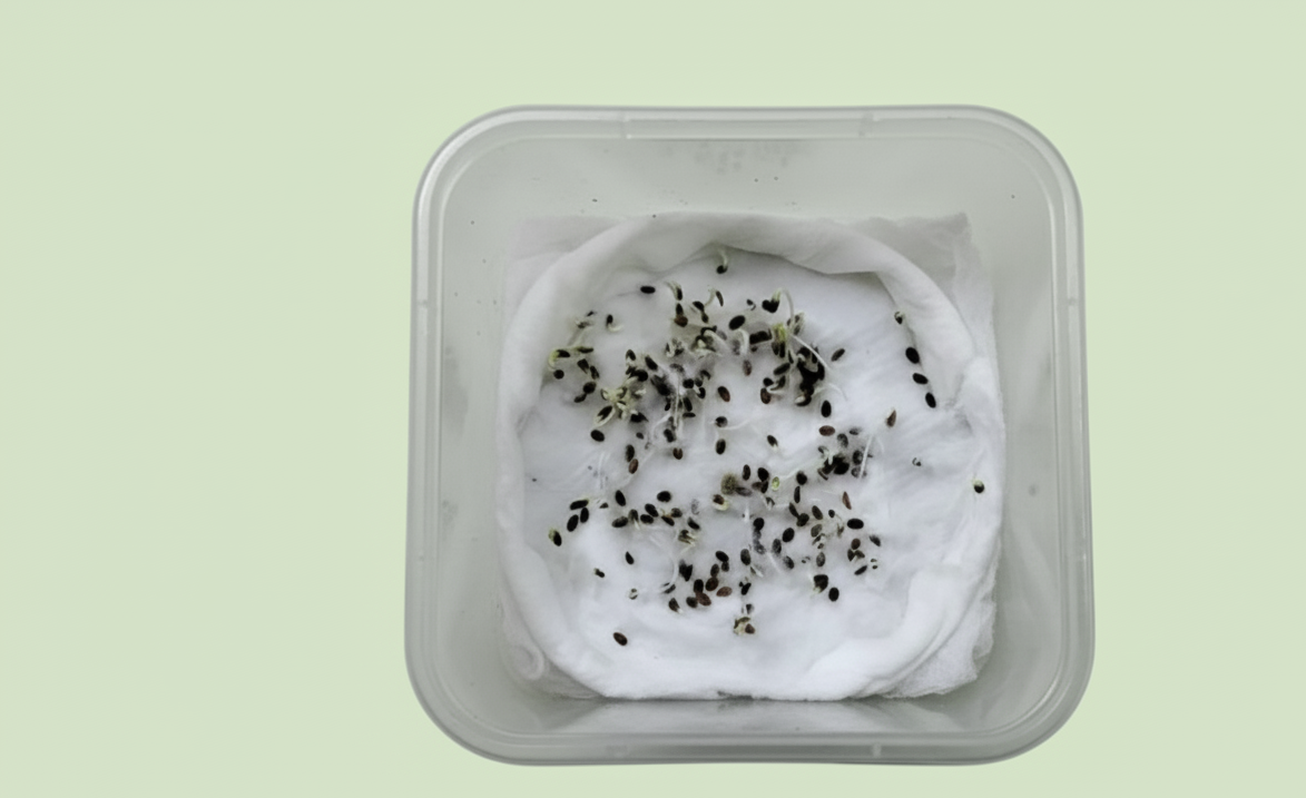 Phlox Beauty Dwarf Mix Seeds (200 Seeds)