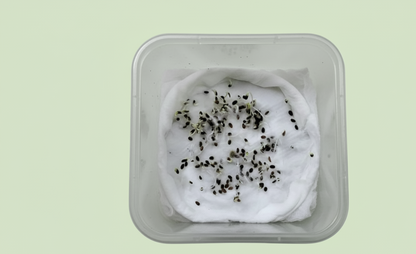 Phlox Beauty Dwarf Mix Seeds (200 Seeds)