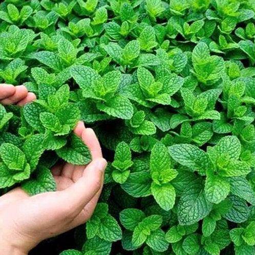Mint/Peppermint Seeds Pudina Ke Beej - पुदीना के बीज (150-200 Seeds)