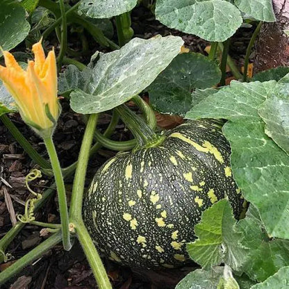 Pumpkin (kaddu) Seeds Hybrid - 15 Seeds (कद्दू के बीज)