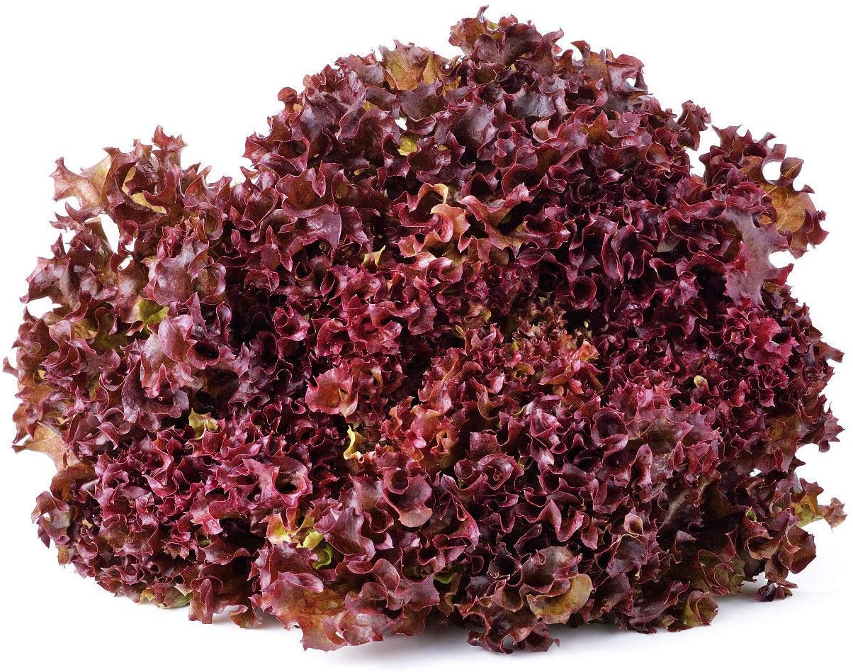 Lettuce Biscia Salad Bowl Red Seeds (Salad patta/सलाद पत्ता के बीज)280 seeds