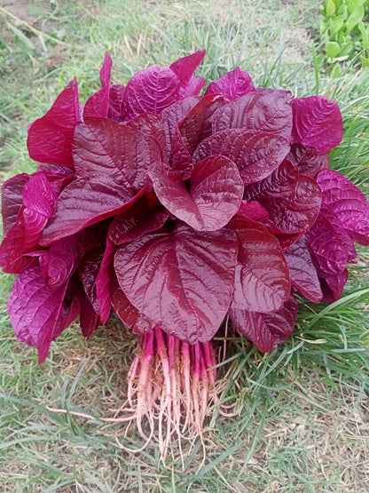 Red Amaranth Seeds (Lal Chaulai / Red Chaurai Bhaji) 5g