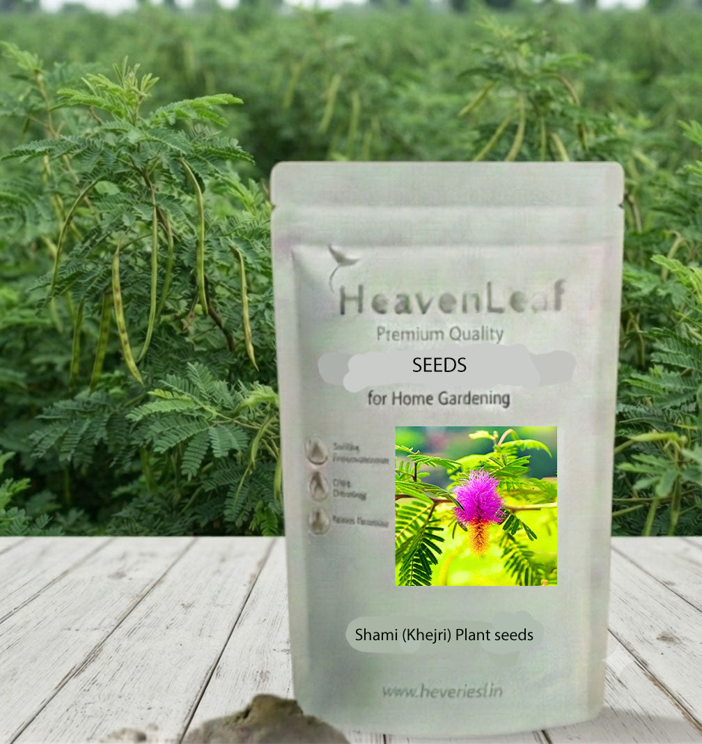 Shami (Khejri) plant Seeds( 8-10 Seeds)