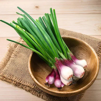 Spring Onion  Seeds - 500 Seeds ( Hari Pyaj/हरी प्याज के बीज)