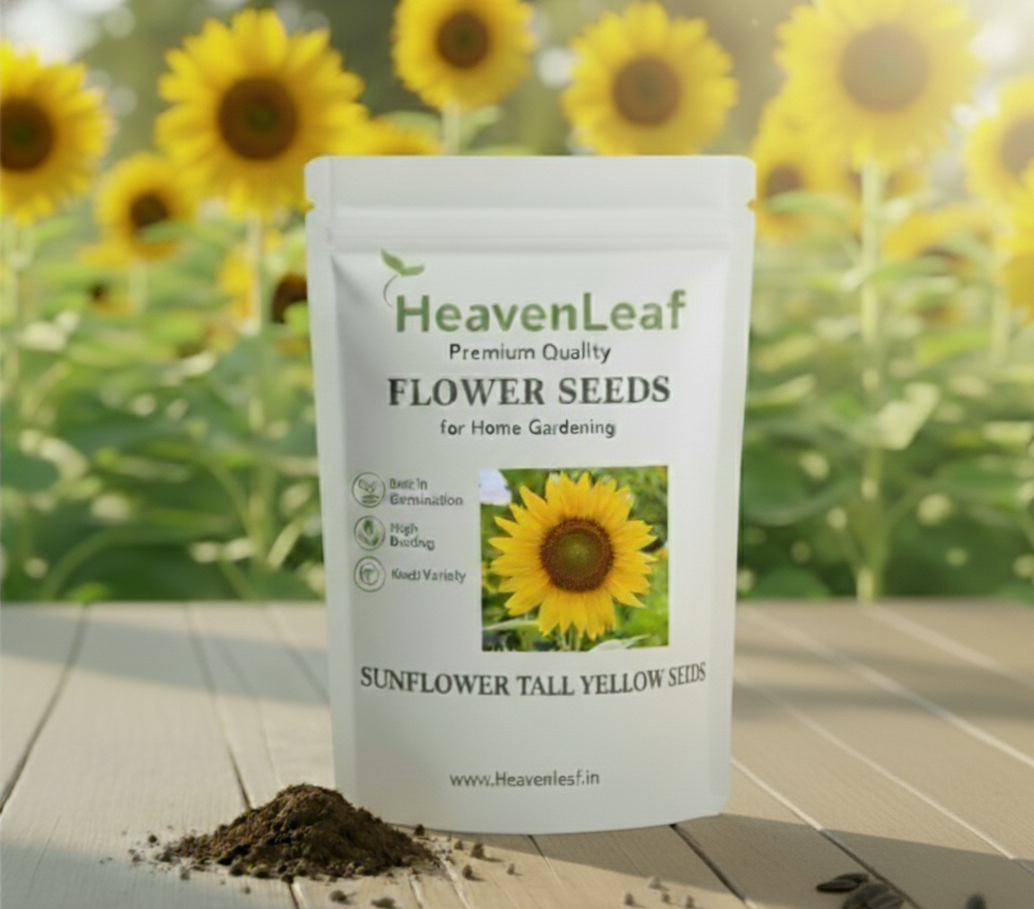 Sunflower Tall Yellow Seeds – 20 Seeds