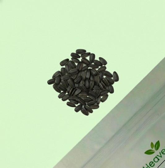 Sunflower Teddy Bear Seeds - 20 Seeds (Surajmukhi/सूरजमुखी के बीज)