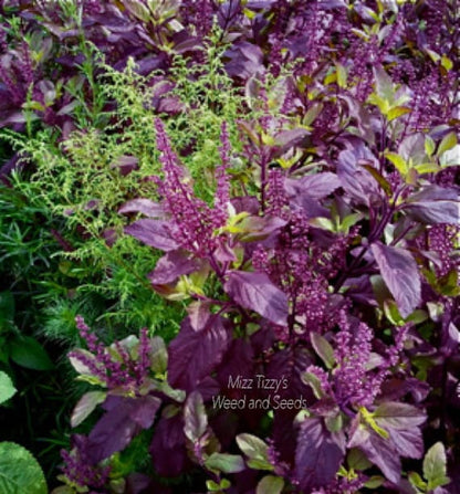 Krishna/Shyam Basil Seeds - 150-200 Seeds (Tulsi/तुलसी के बीज)