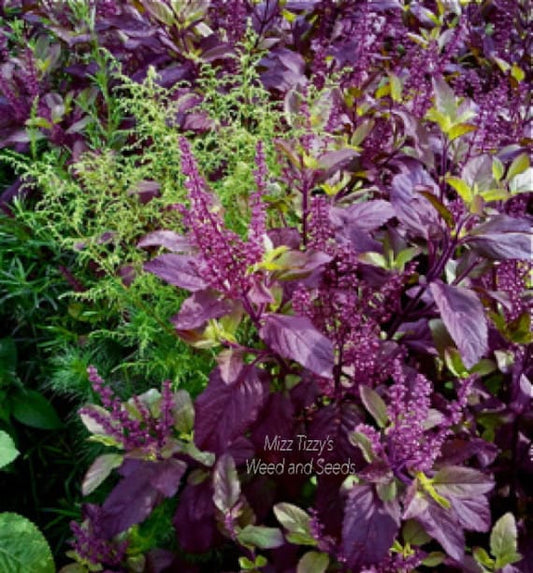 Krishna/Shyam Basil Seeds - 150-200 Seeds (Tulsi/तुलसी के बीज)